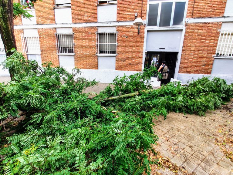 Rama caída frente al bloque 123 de la calle Pradoluengo